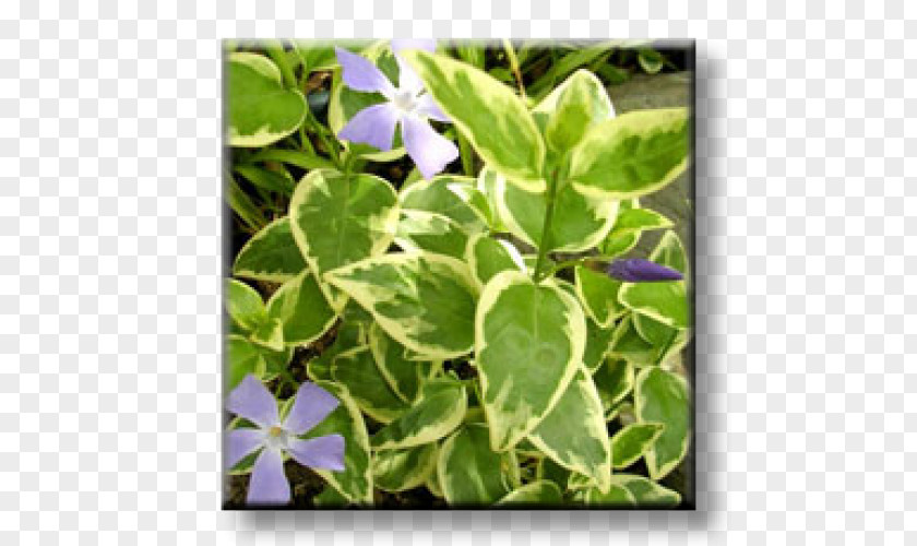 Periwinkle Greater Myrtle Groundcover Evergreen Chameleon Plant PNG