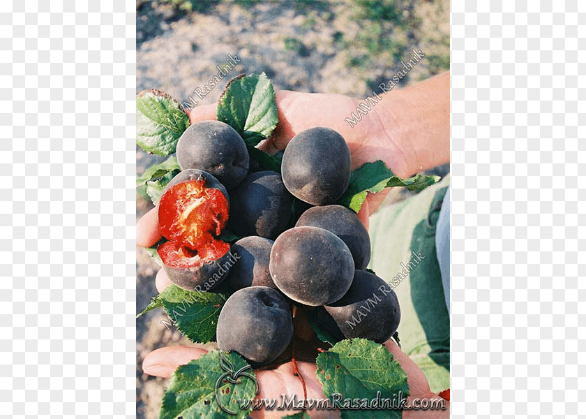 Prunus Tomentosa Blueberry Bilberry Damson Local Food PNG