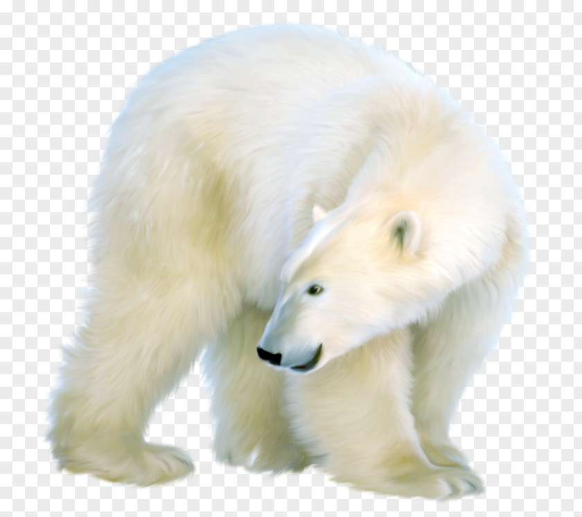 White Polar Bear Brown PNG