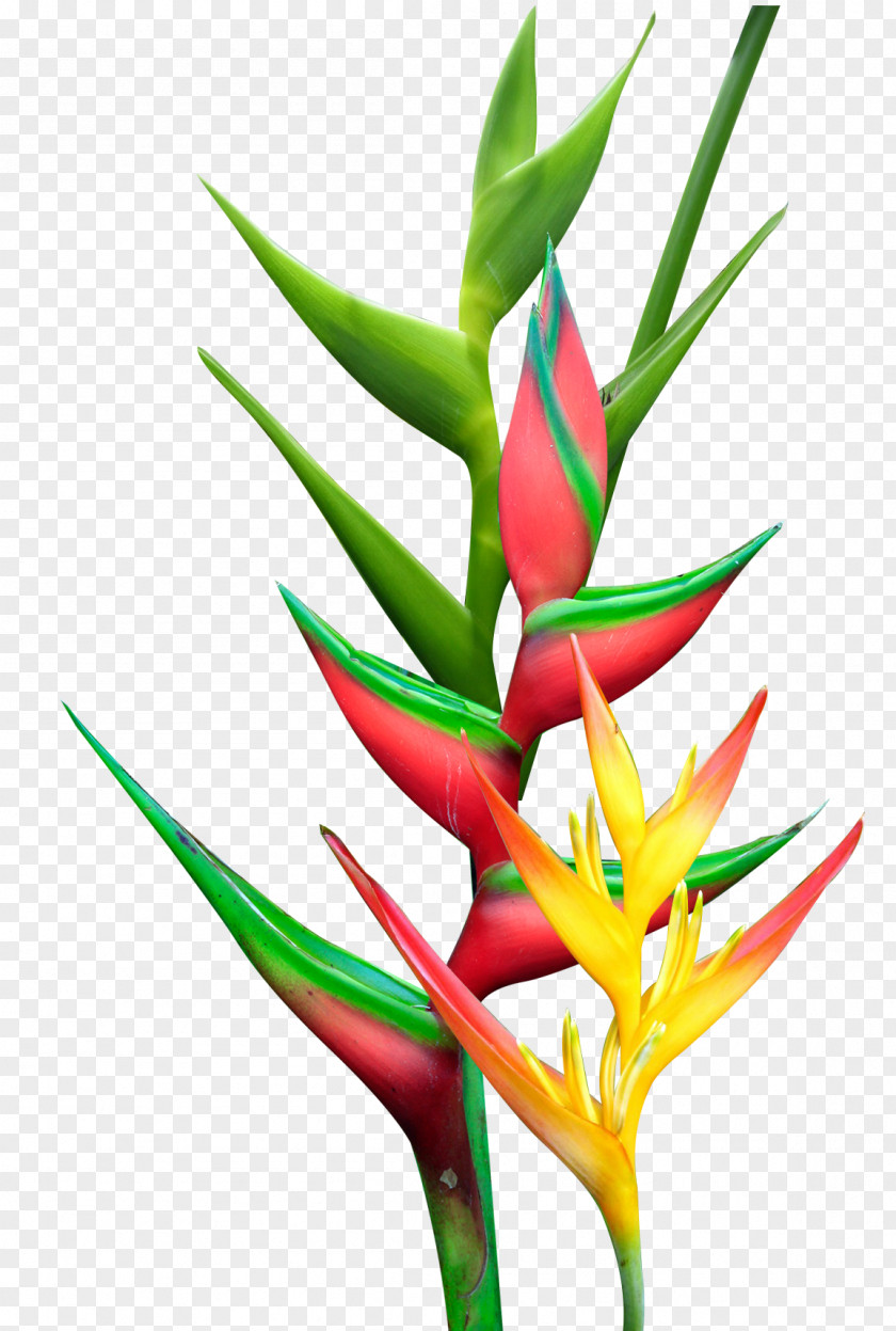 Plant Heliconia Rostrata Psittacorum Bihai Flower PNG