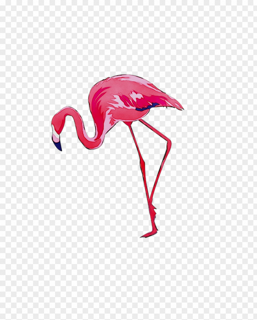 Bird Greater Flamingo Vector Graphics Stock Photography Drawing PNG