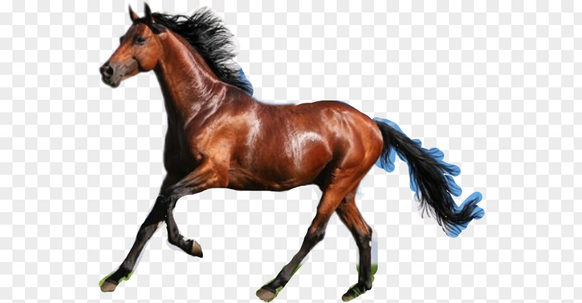 Child Horse Animal PNG