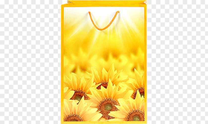Common Sunflower Desktop Wallpaper High-definition Television Image File Formats PNG