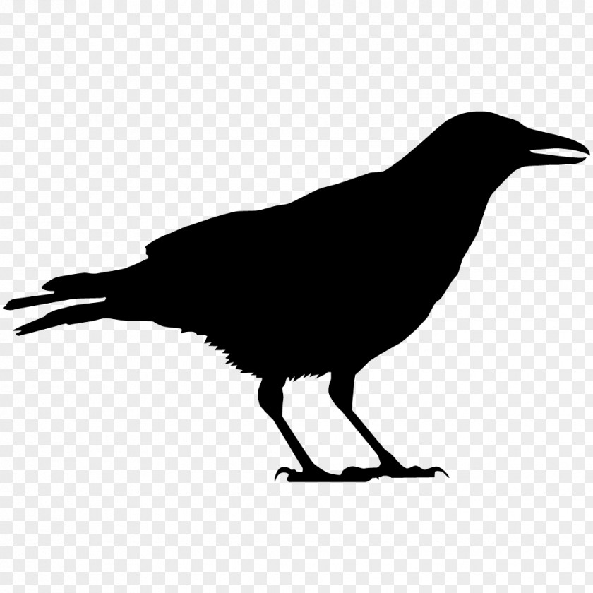 New Caledonian Crow Perching Bird Birds Silhouette PNG