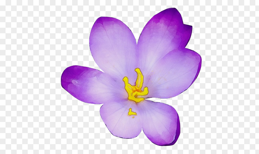 Iris Family Saffron Crocus Flowering Plant Petal Flower Violet Purple PNG
