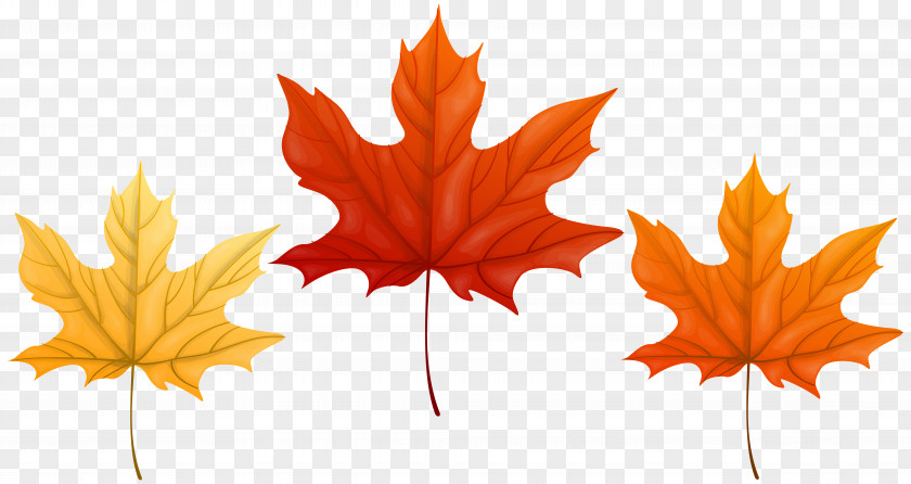 Leaf Clip Art Image Autumn PNG