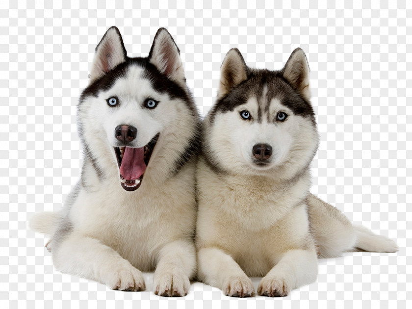 Puppy Sitting Miniature Siberian Husky PNG