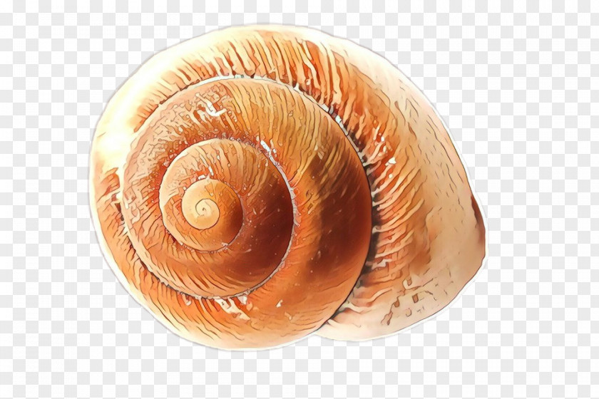 Snails And Slugs Spiral Snail Cartoon PNG