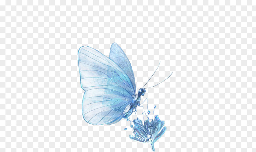 Blog Butterflies And Moths Photography PhotoFiltre PNG