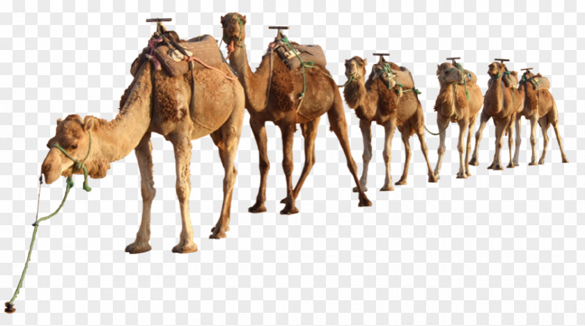 Camels Transparency And Translucency Bactrian Camel Dromedary Clip Art Image PNG