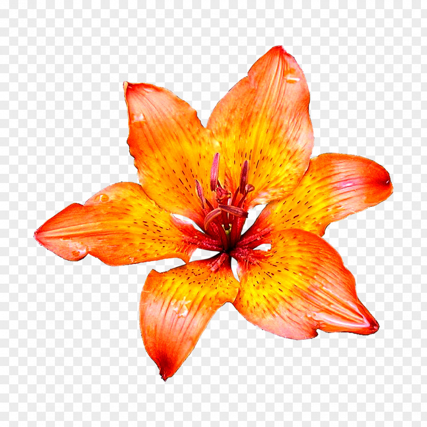 Flowers Flower Desktop Wallpaper Lilium Bulbiferum Clip Art PNG