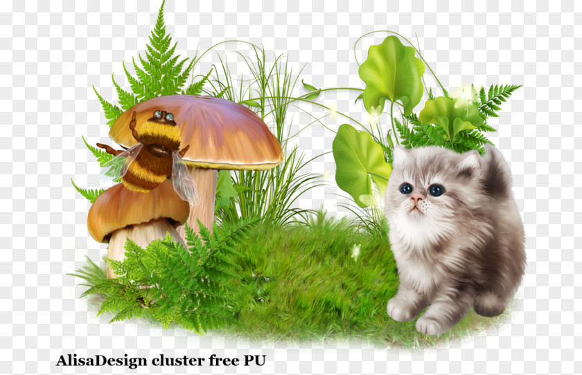 Kitten Whiskers Fauna Wildlife PNG