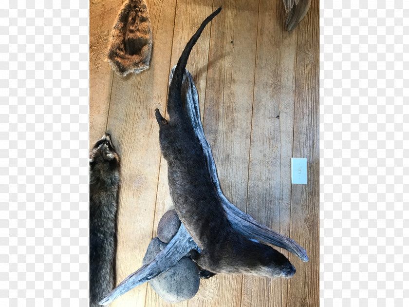 Otters Black Creek Taxidermy Author Otter Sheep PNG