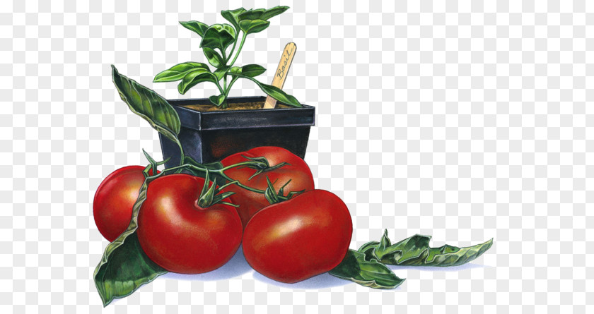 Red Tomatoes Tomato Photography Clip Art PNG
