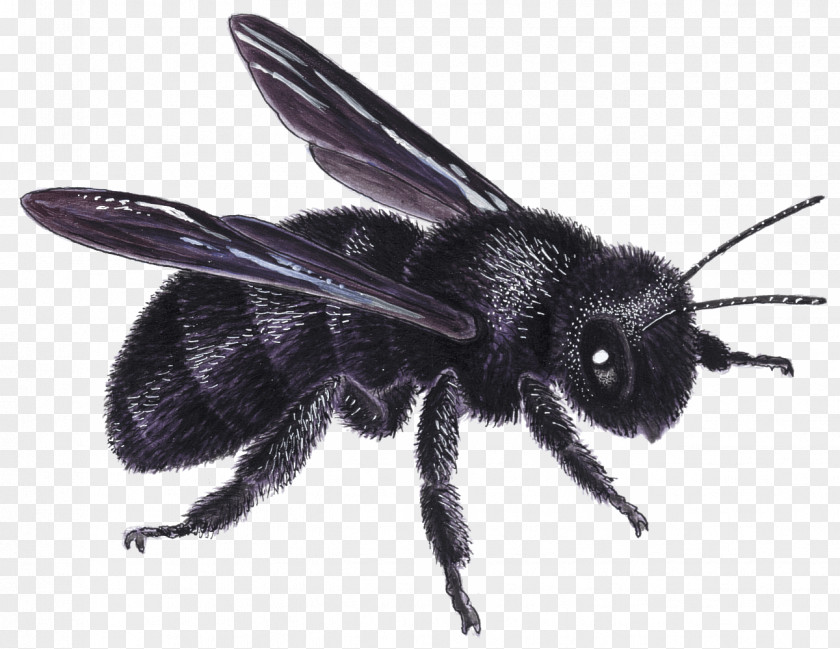 Bee Honey Bumblebee Insect European Dark PNG