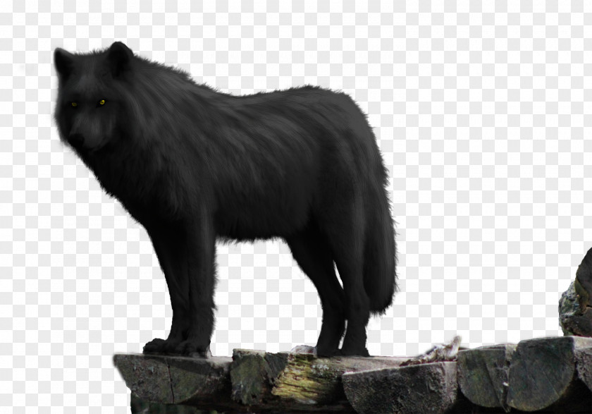 Dog Cat Wolf Walking Black Canidae PNG