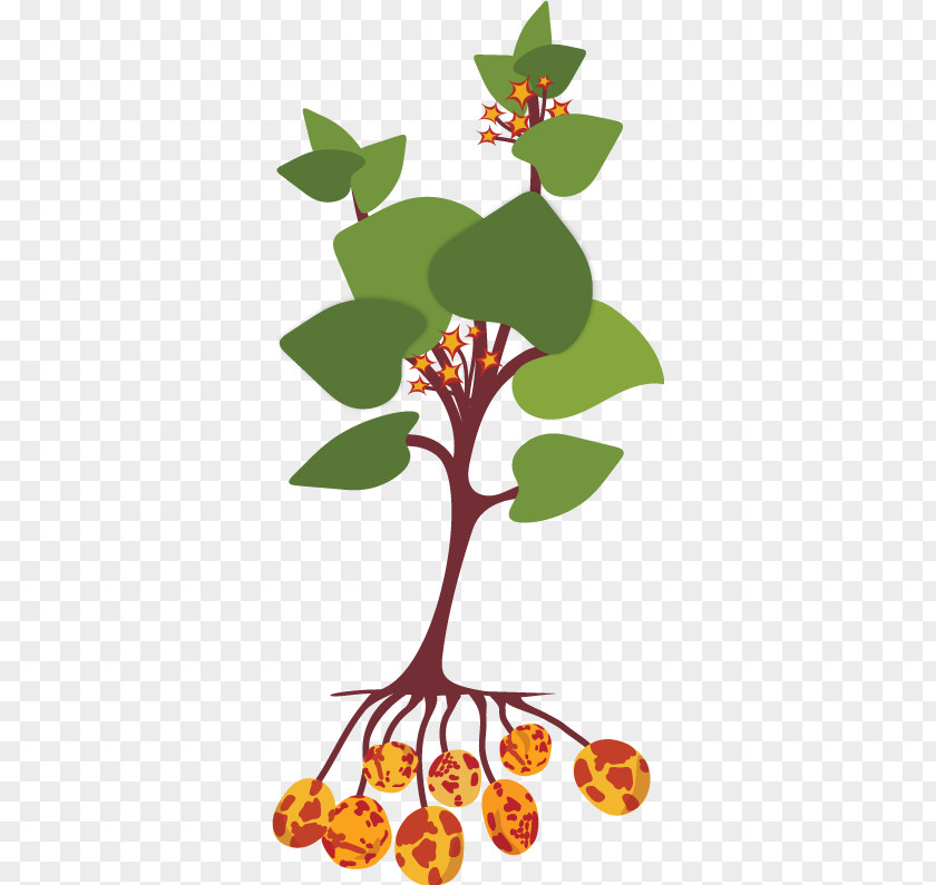 Ginger Root Clipart Ullucus Tuber Plant Stem Potato PNG