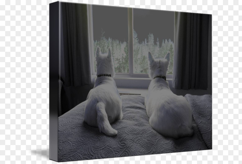 Kitten Whiskers Gallery Wrap Canvas Photography PNG