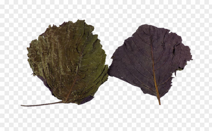 Dried Basil Leaves Herbs Leaf Beefsteakplant Perilla PNG