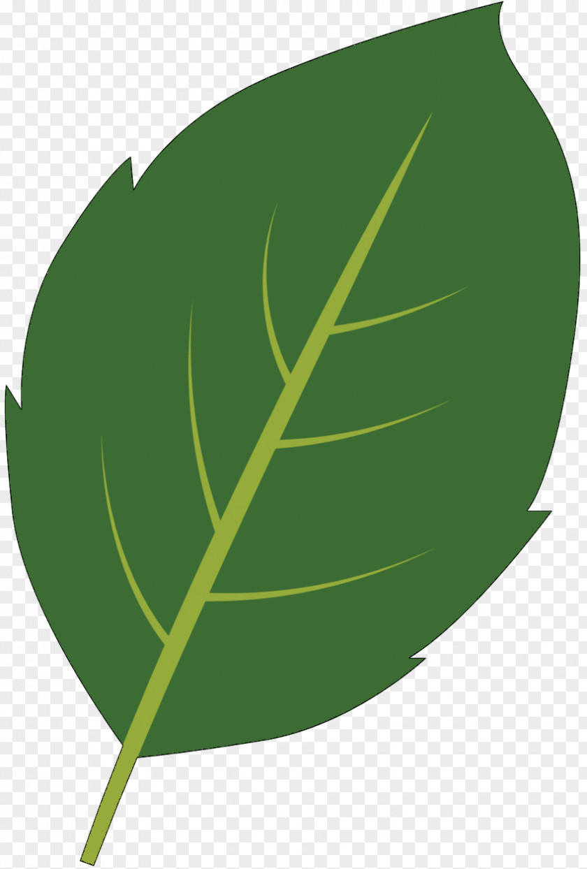 Leaf Plant Stem Plants PNG