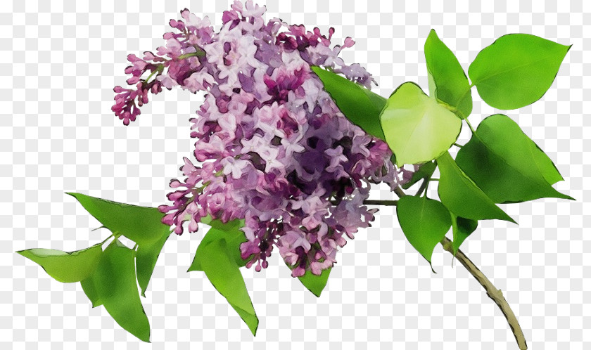 Petal Dendrobium Flower Lilac Plant Purple PNG