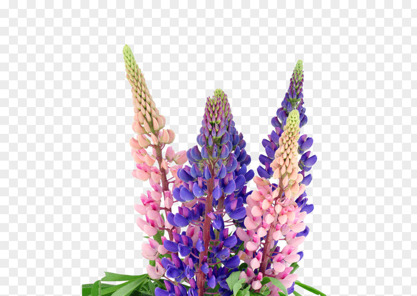 Alliance Supplement Seed Extract Texas Bluebonnet Stock Photography PNG