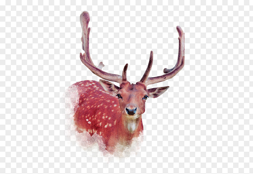 Brown Fresh Deer Decoration Pattern Download Illustration PNG