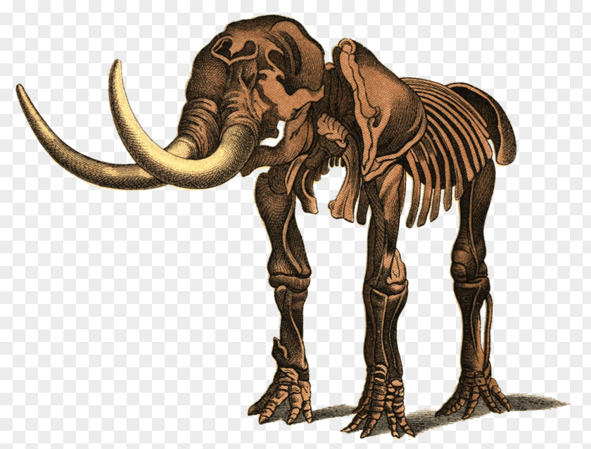 Dinosaur Skeleton Mastodon Elephant Mammoth Art Image PNG
