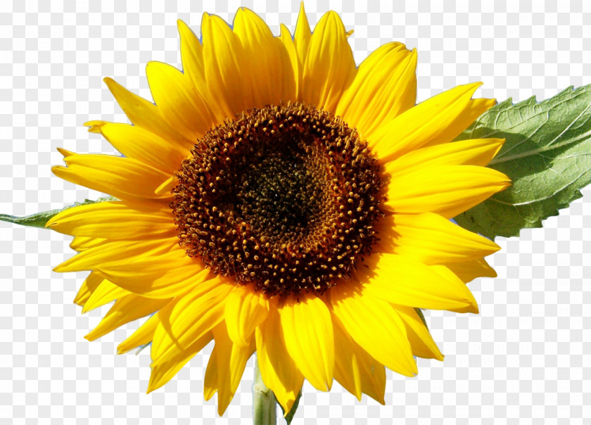 Flower Stock Photography Common Sunflower Royalty-free Desktop Wallpaper PNG