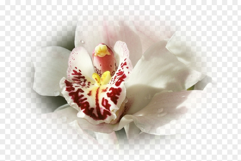 Orchidee Moth Orchids Close-up PNG