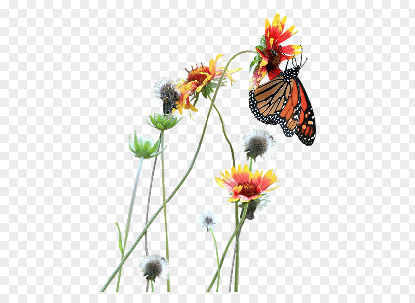 Butterfly Flowers Play Photography Bayan Mod PNG