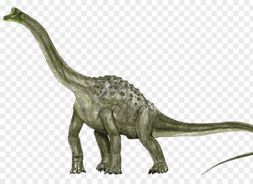 Dinosaur Argentinosaurus Sauroposeidon Brachiosaurus Apatosaurus Pelorosaurus PNG
