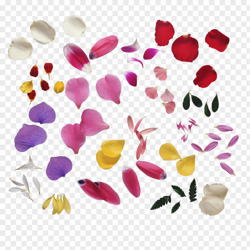 Flower Petal Photography PNG