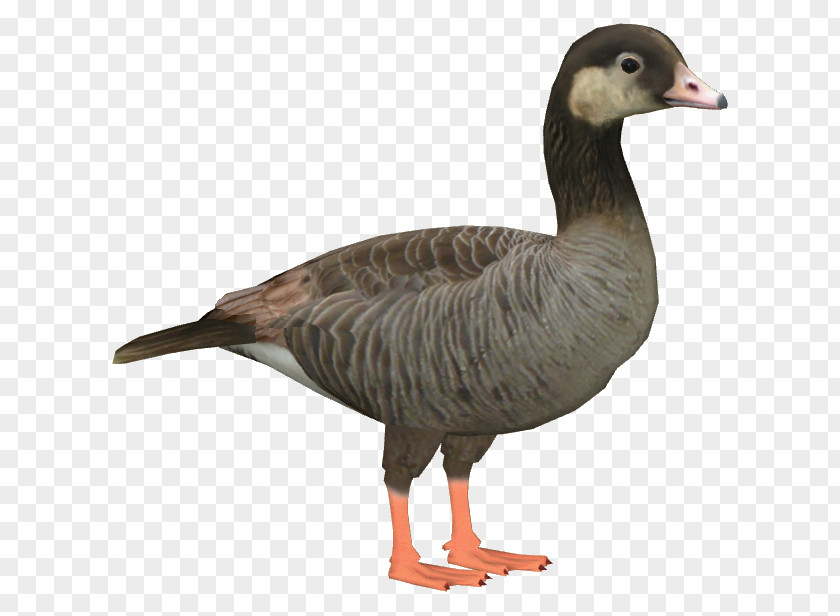 Goose Duck Wikia Bird PNG