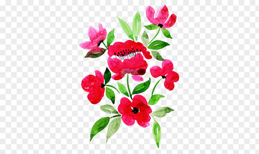 Impatiens Pink Family Flower Cartoon PNG