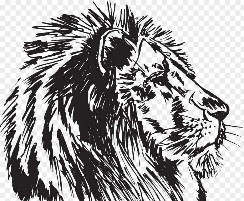 Lionhead Lines Rabbit Felidae Cougar White Lion PNG