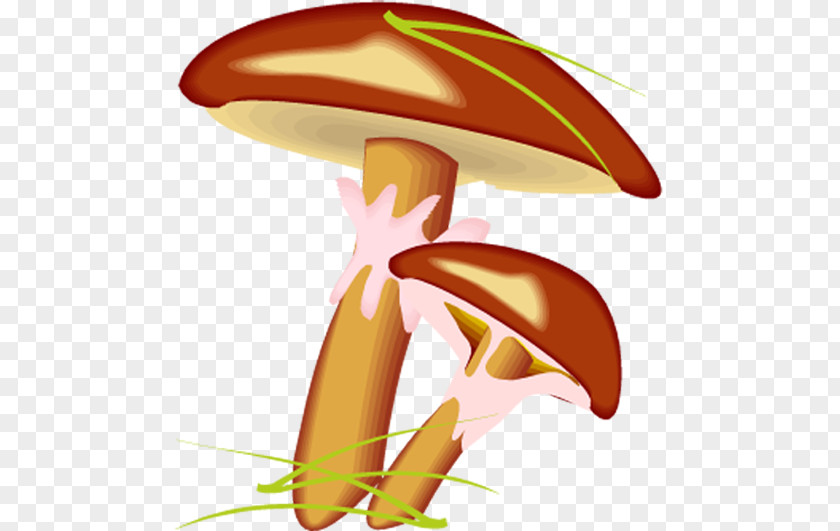 Mushroom Suillus Luteus Bovinus PNG