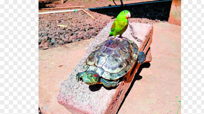 Turtle Tortoise Pond Turtles Sea PNG