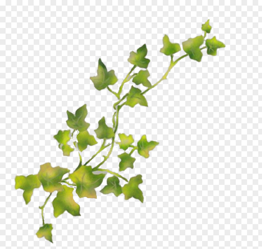 Twig Grapevine Plant Stem Leaf PNG