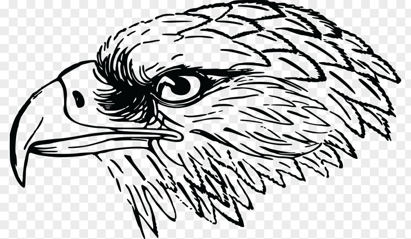 Bird Bald Eagle White-tailed Clip Art PNG