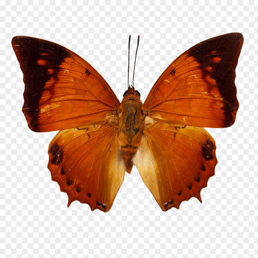 Creative Butterfly Catopsilia Pomona Stock Photography PNG