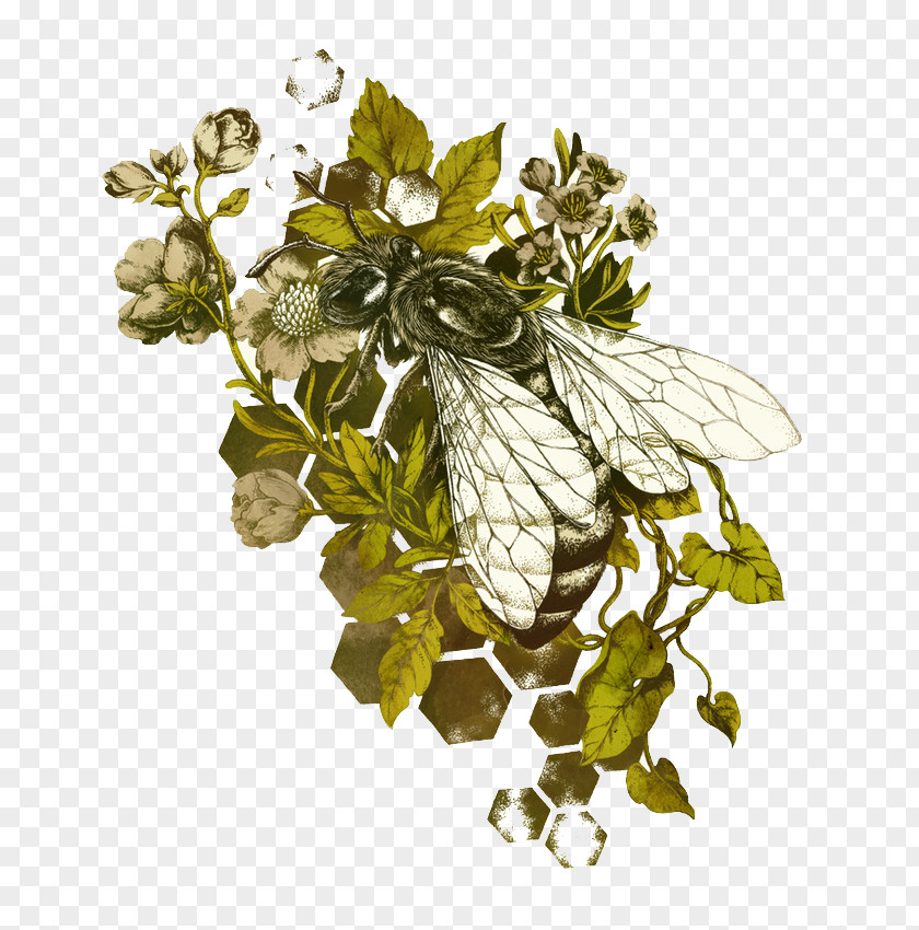 Flies In The Bush Honey Bee Drawing Insect Illustration PNG