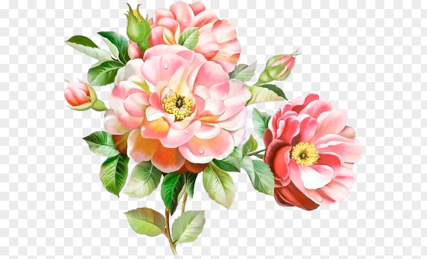 Flower Floral Design Watercolour Flowers Desktop Wallpaper Cabbage Rose PNG