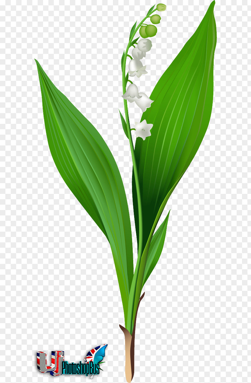 Lily Of The Valley Lilium 'Stargazer' Clip Art PNG
