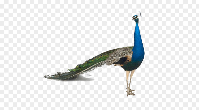 Free To Pull The Material Peacock Picture Bird Asiatic Peafowl Stock Photography Feather PNG