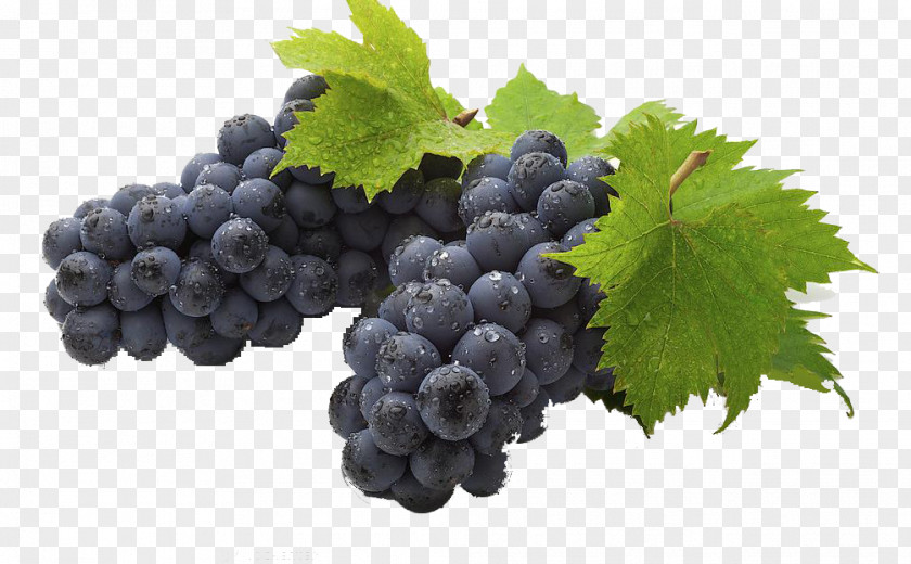 Grape Wine Common Vine Seed Extract Oil PNG