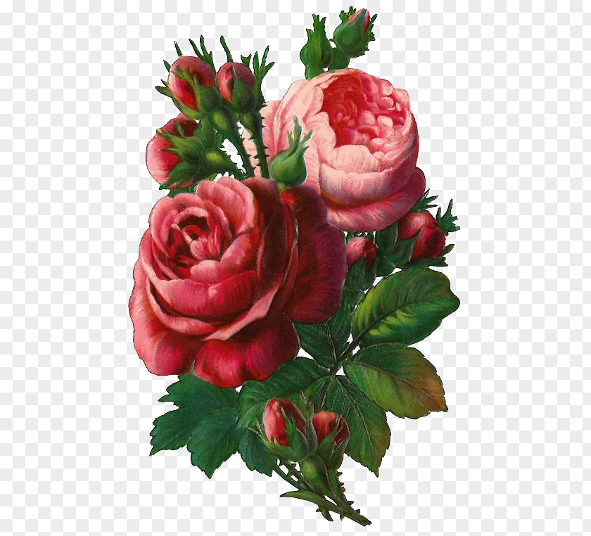 Hybrid Tea Rose Artificial Flower Bouquet Of Flowers Drawing PNG