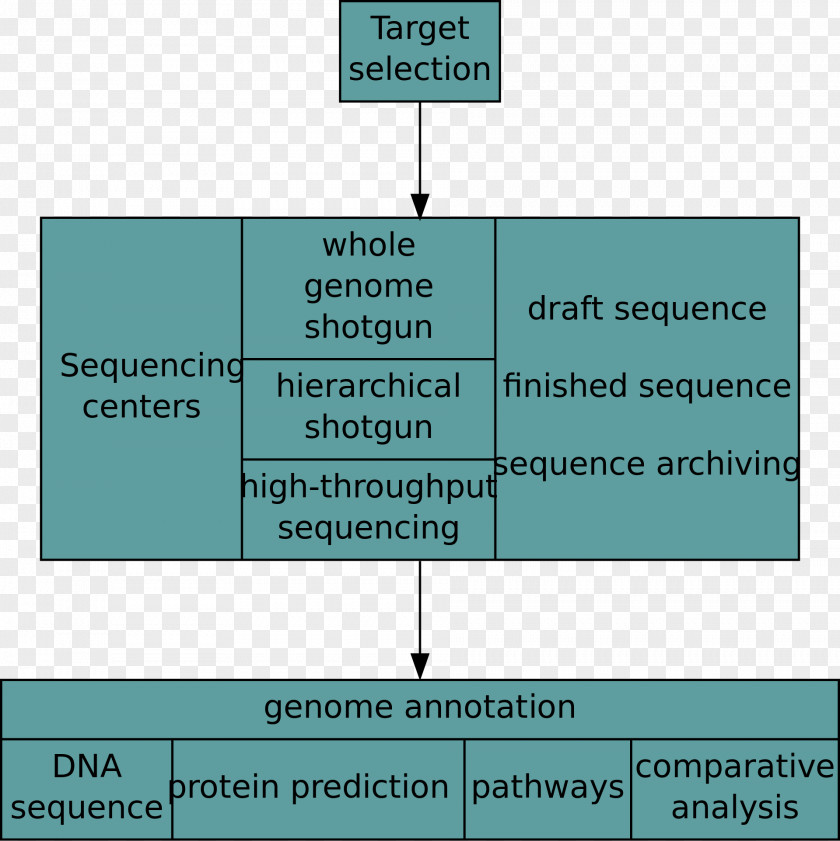 Nucleic Acid Sequence Whole Genome Sequencing DNA PNG