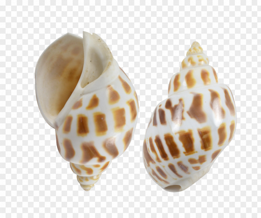 Seashell Conchology Venus Comb Murex Shankha Gastropod Shell PNG