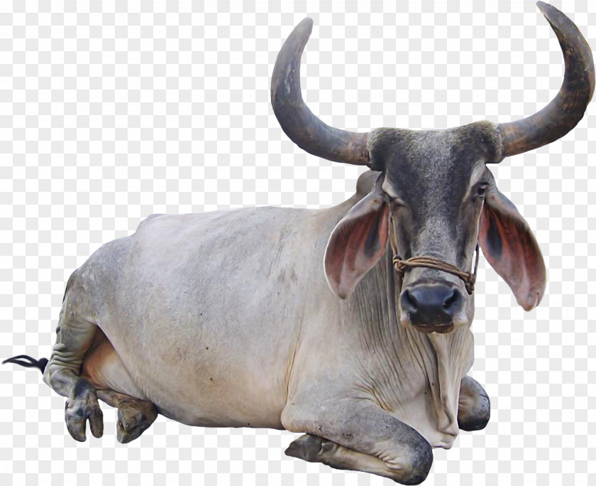 Snoring Cattle Goat Animal PNG